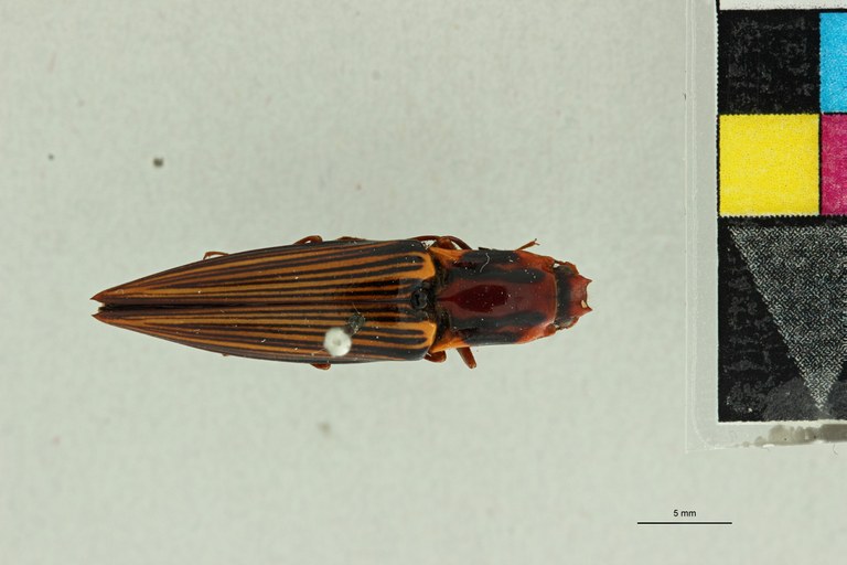 Semiotus flavangulus T D.jpg Semiotus flavangulus T D.jpg