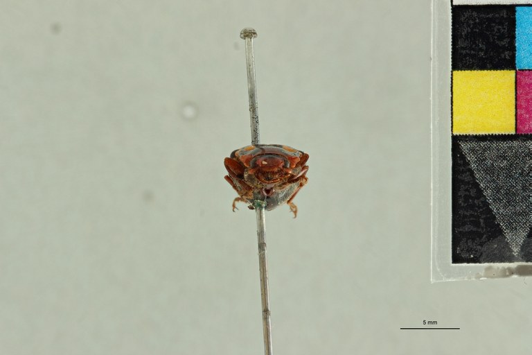 Semiotus flavangulus T F.jpg Semiotus flavangulus T F.jpg