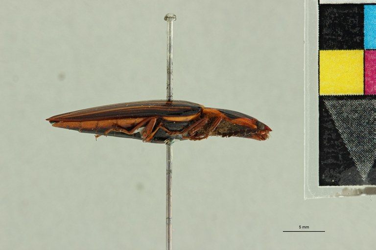 Semiotus flavangulus T L.jpg Semiotus flavangulus T L.jpg