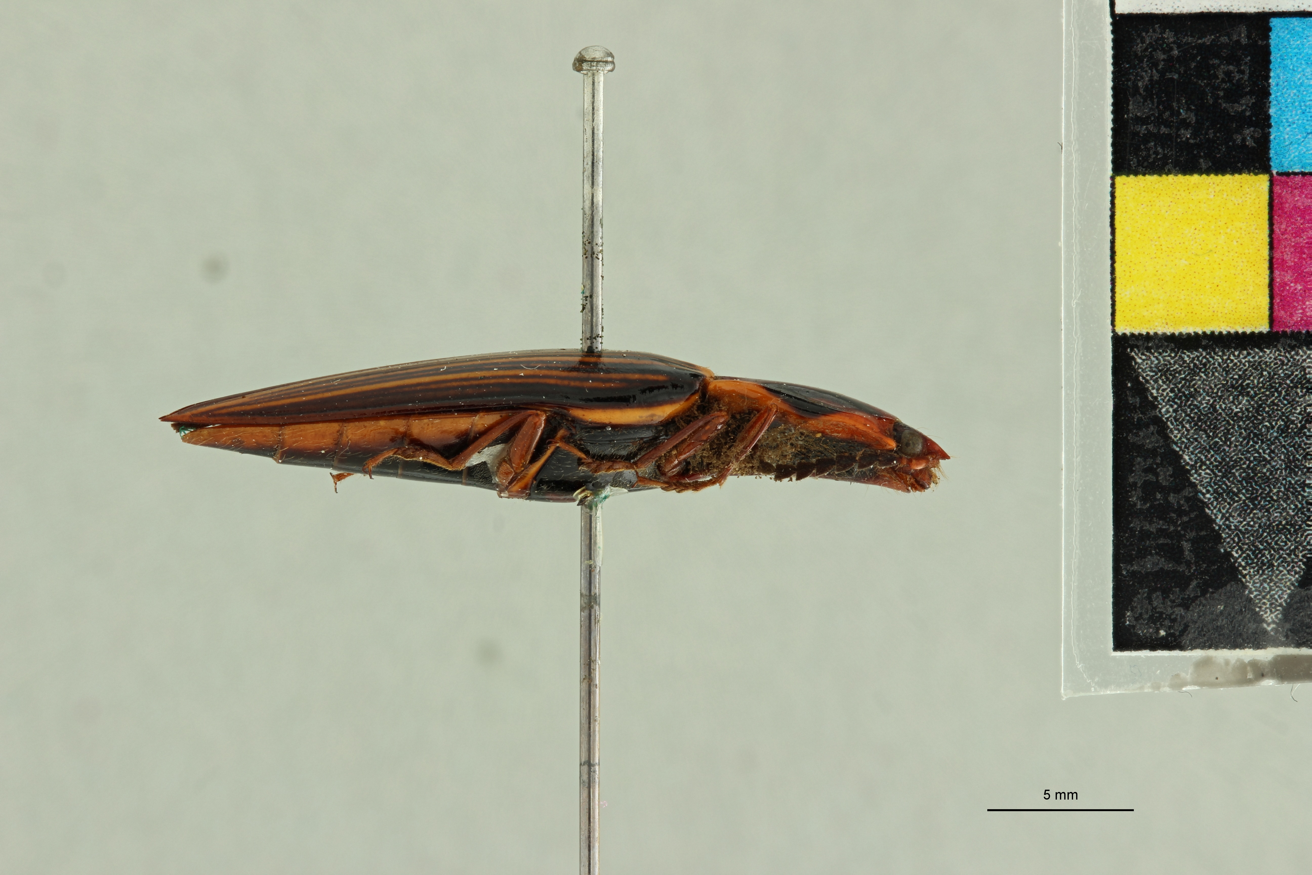Semiotus flavangulus T L.jpg