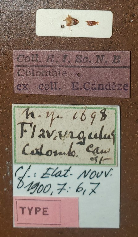 Semiotus flavangulus T Labels.jpg Semiotus flavangulus T Labels.jpg
