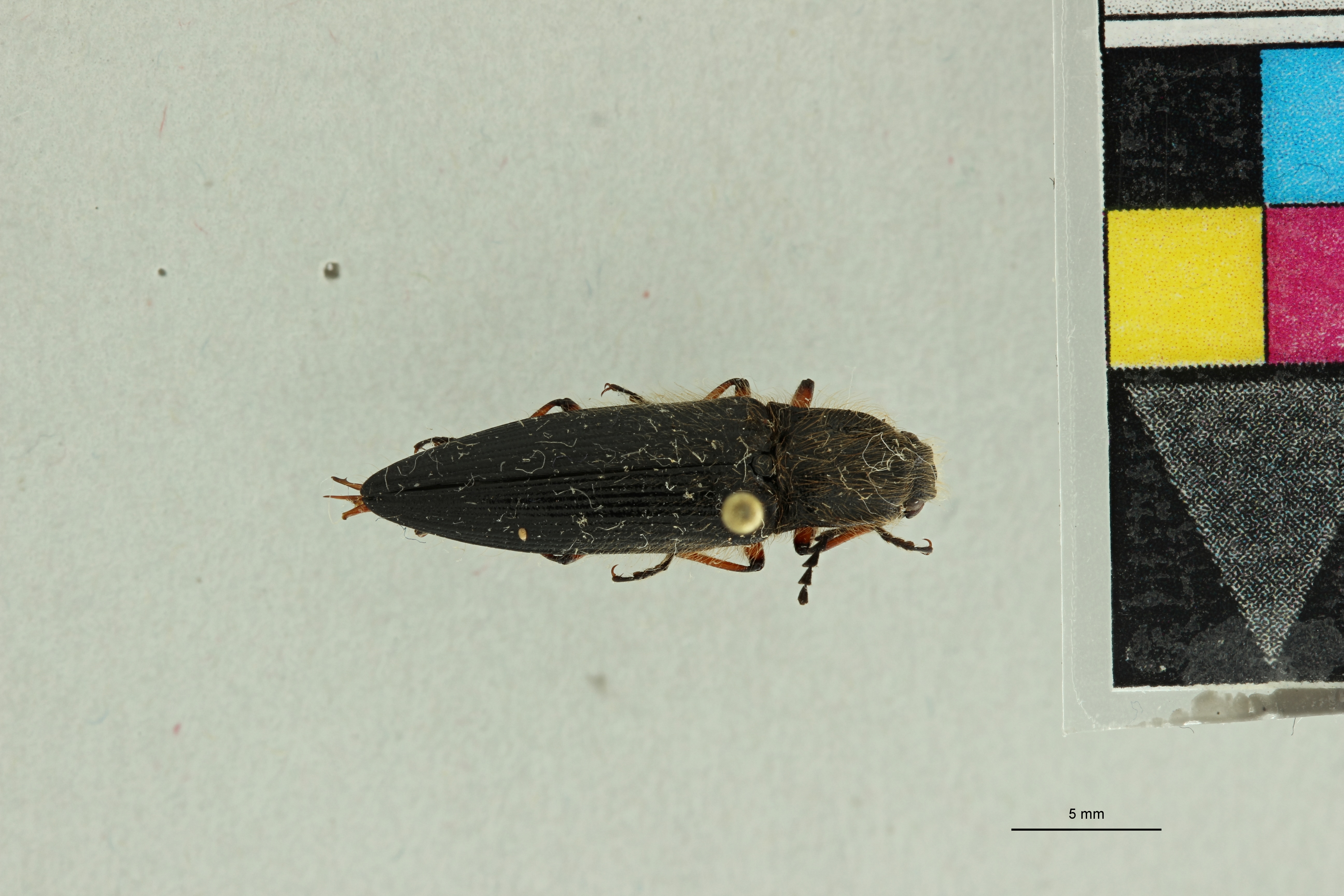 Semiotus hispidus Pt D.jpg