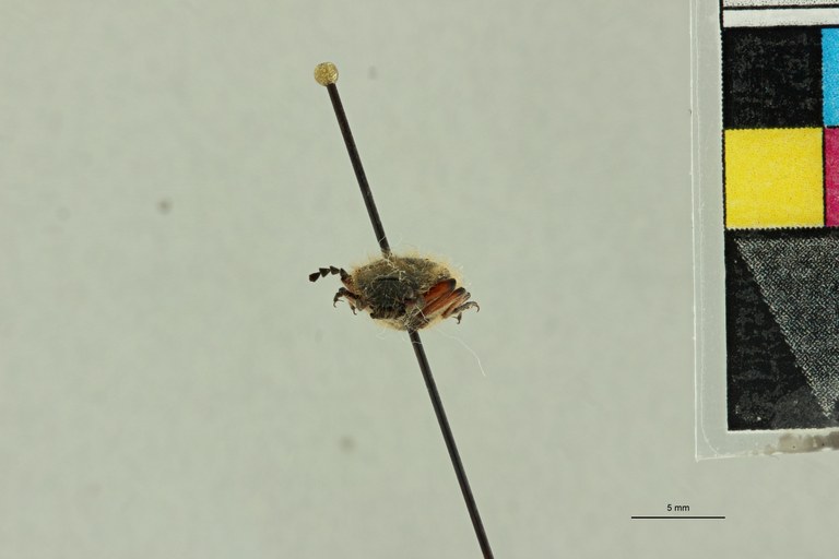 Semiotus hispidus Pt F.jpg