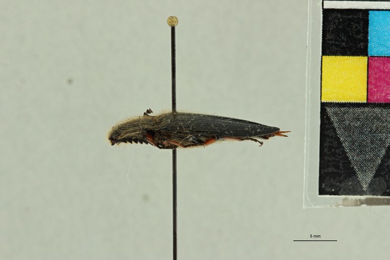 Semiotus hispidus Pt L.jpg