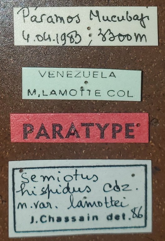 Semiotus hispidus Pt Labels.jpg
