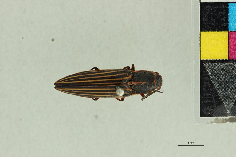Semiotus hispidus T D.jpg Semiotus hispidus T D.jpg