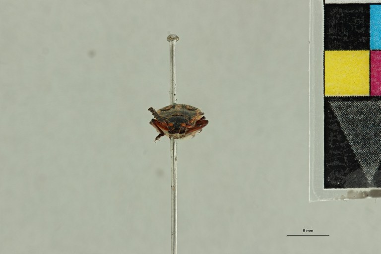 Semiotus hispidus T F.jpg Semiotus hispidus T F.jpg