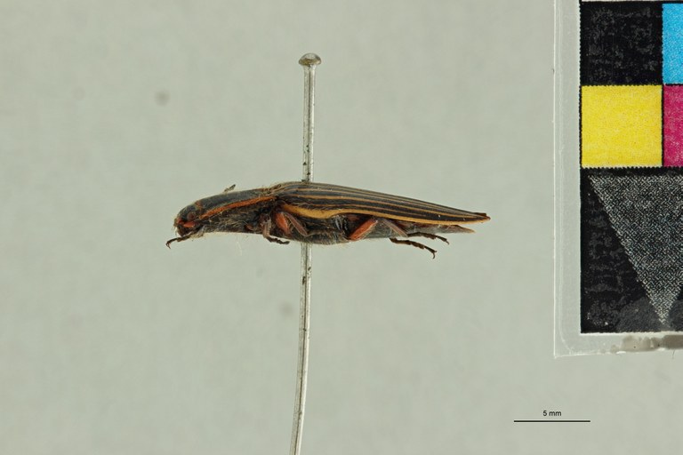 Semiotus hispidus T L.jpg Semiotus hispidus T L.jpg