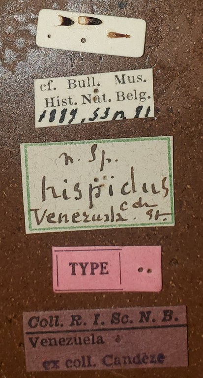 Semiotus hispidus T Labels.jpg Semiotus hispidus T Labels.jpg