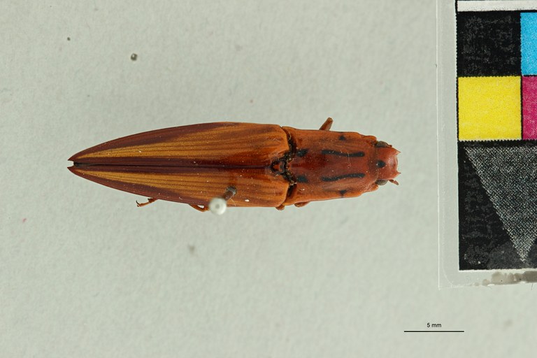 Semiotus intermedius var. delineatus Pt D.jpg