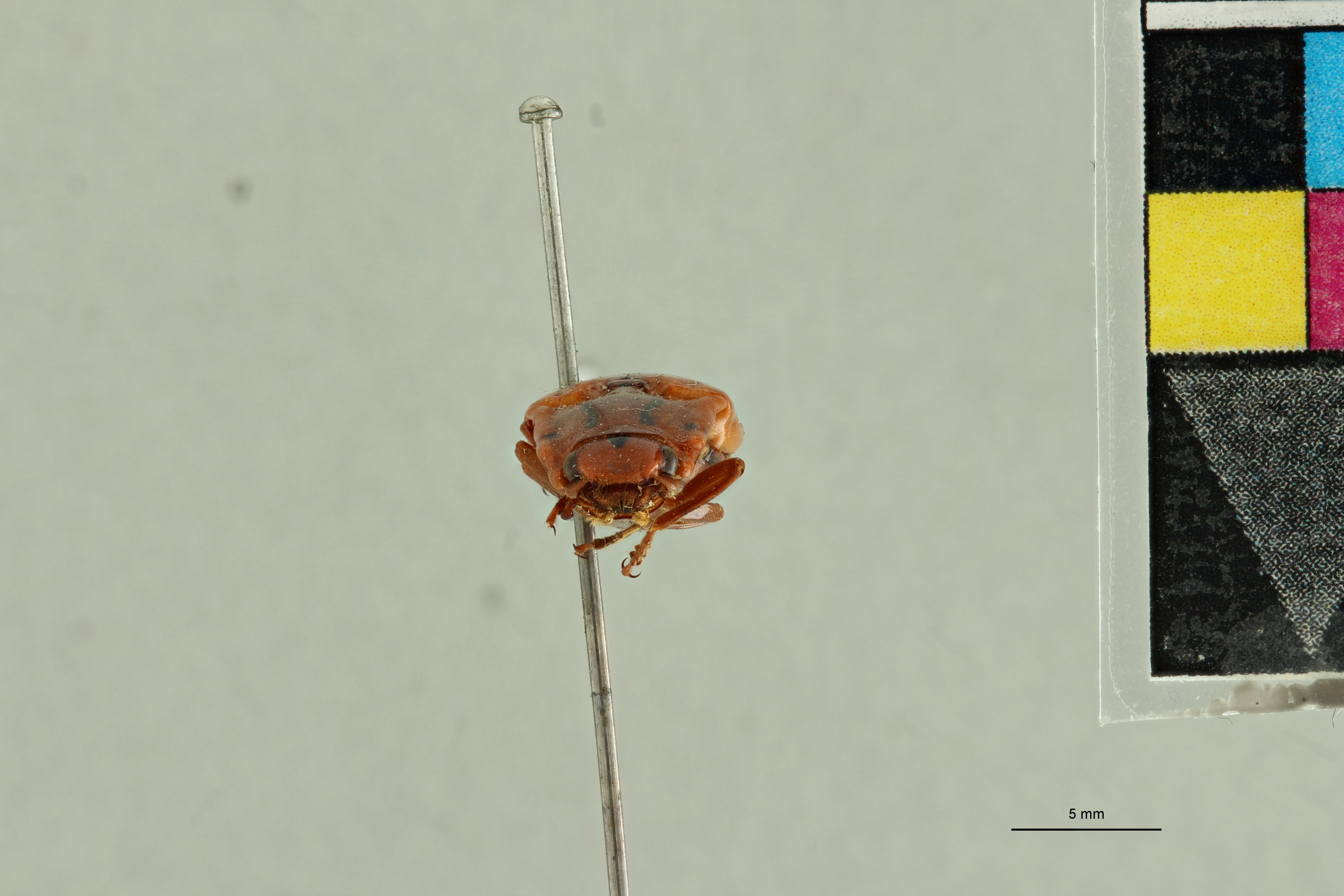 Semiotus intermedius var. delineatus Pt F.jpg