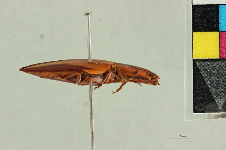 Semiotus intermedius var. delineatus Pt L.jpg