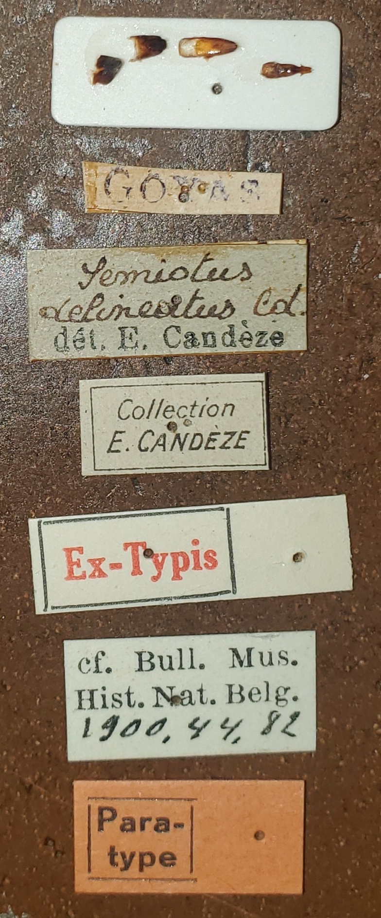 Semiotus intermedius var. delineatus Pt Labels.jpg