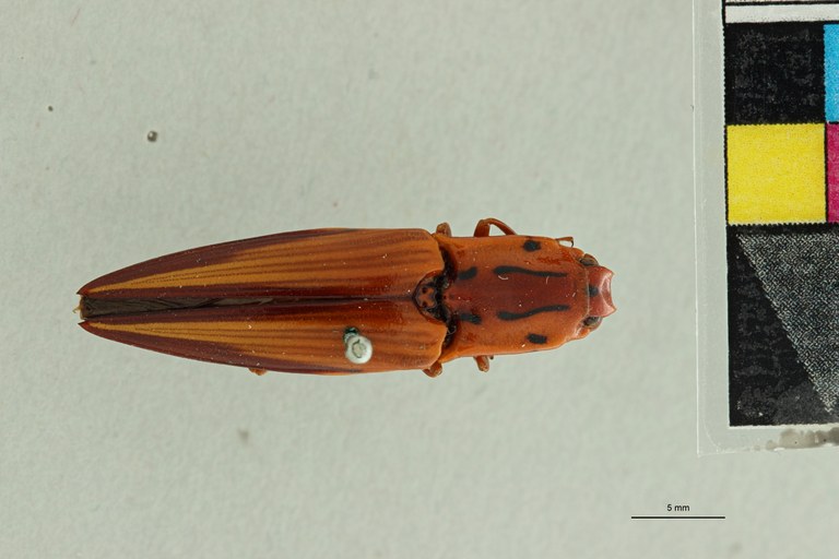 Semiotus intermedius var. delineatus T D.jpg