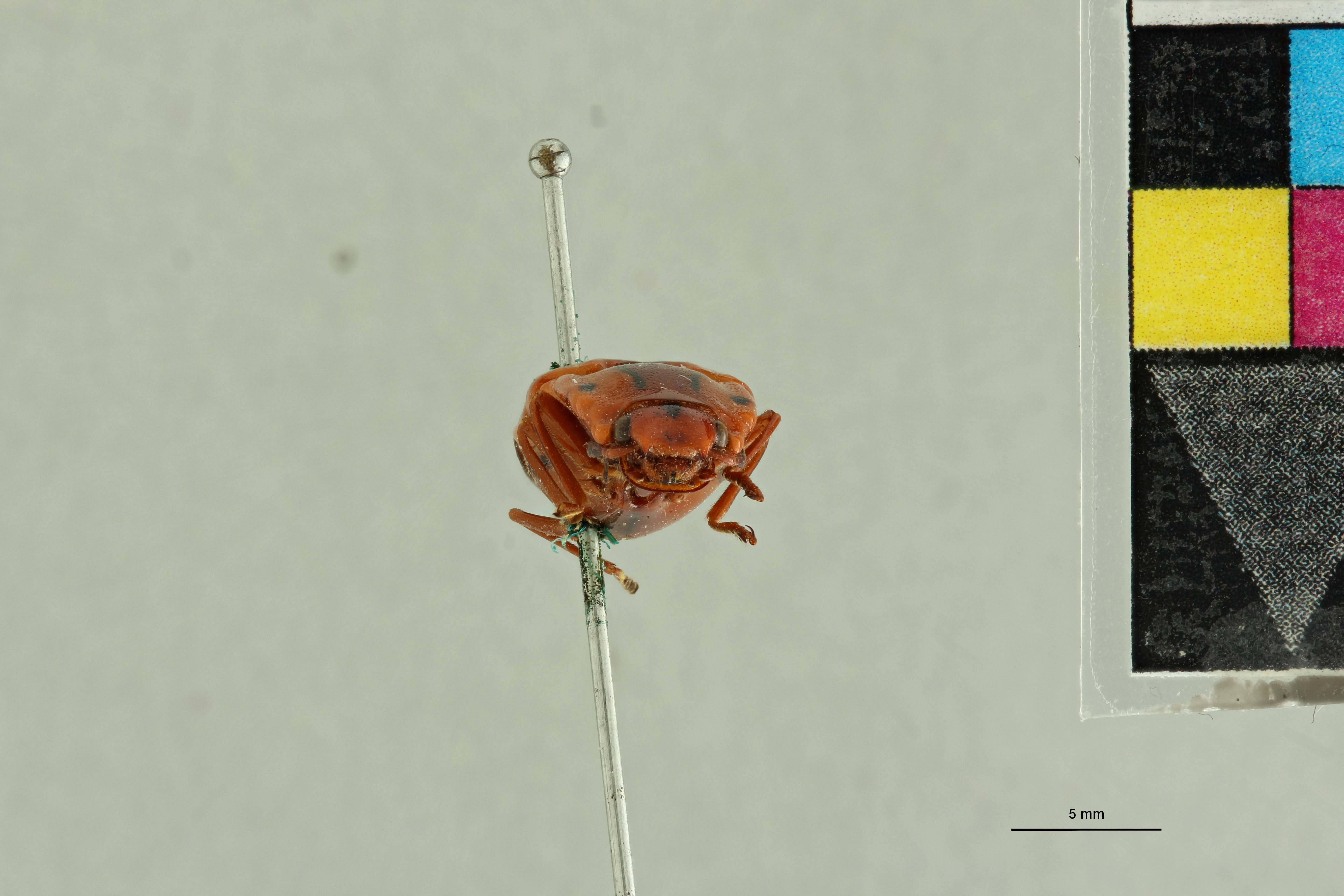 Semiotus intermedius var. delineatus T F.jpg