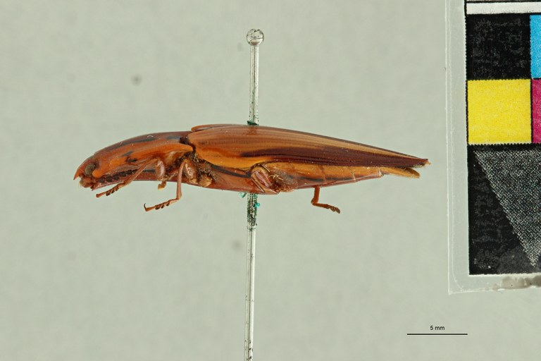 Semiotus intermedius var. delineatus T L.jpg