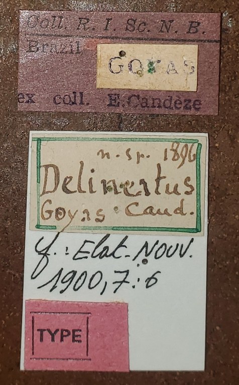 Semiotus intermedius var. delineatus T Labels.jpg