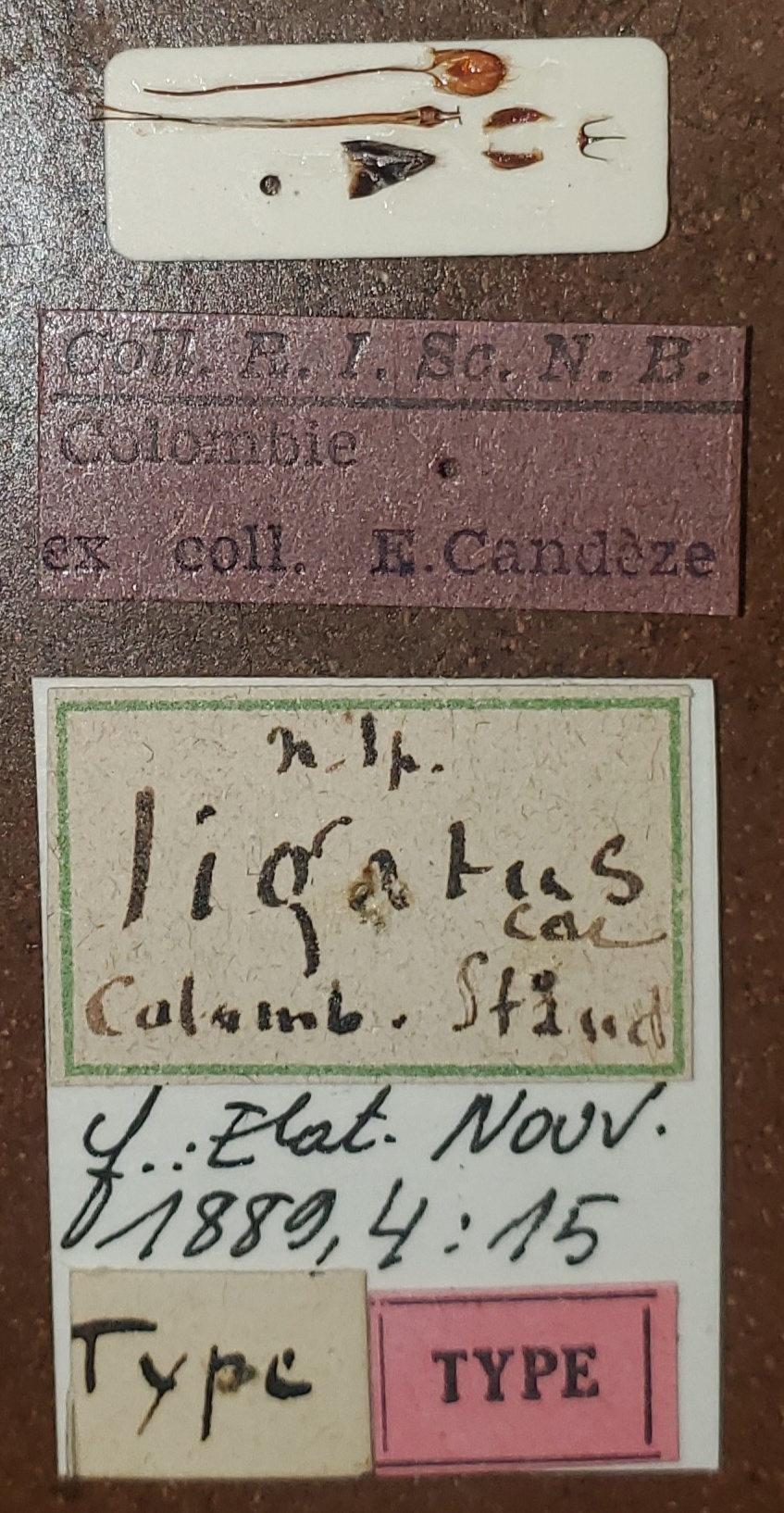 Semiotus ligatus T Labels.jpg