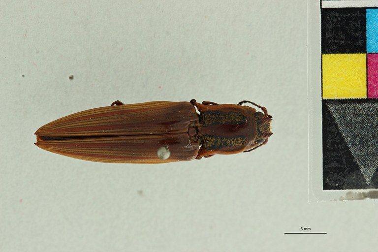 Semiotus ligatus T D.jpg