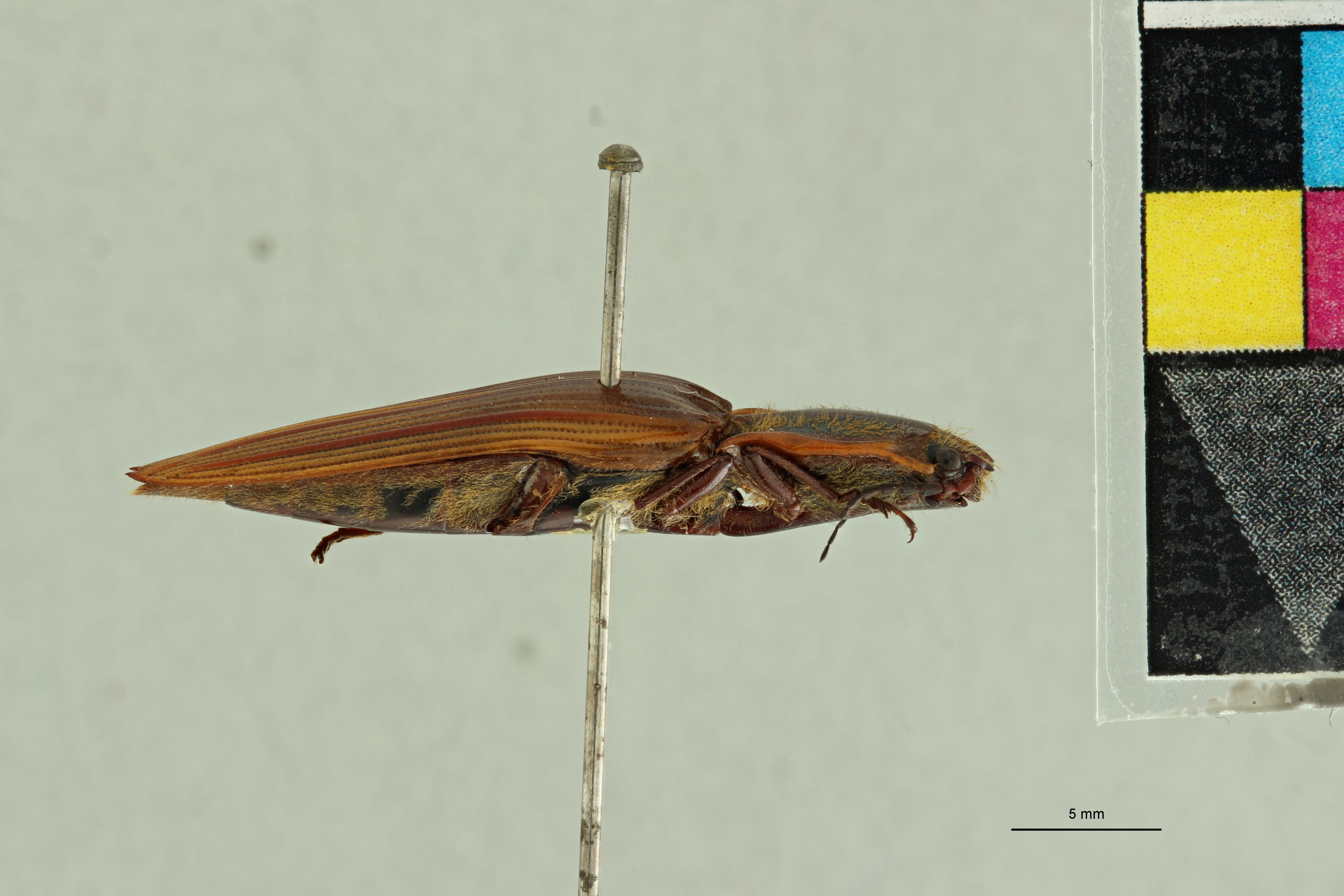 Semiotus ligatus T L.jpg