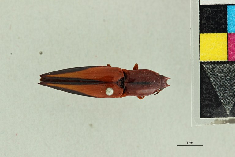 Semiotus limatus Lt D.jpg Semiotus limatus Lt D.jpg