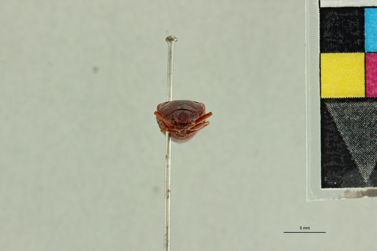 Semiotus limatus Lt F.jpg Semiotus limatus Lt F.jpg