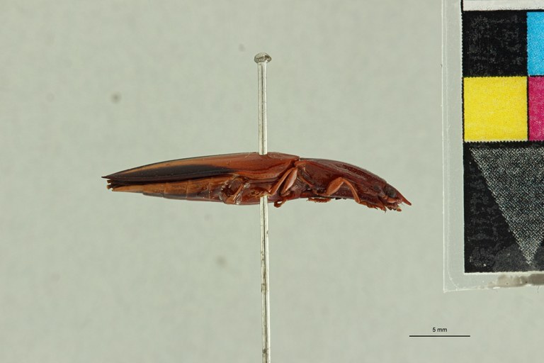 Semiotus limatus Lt L.jpg Semiotus limatus Lt L.jpg