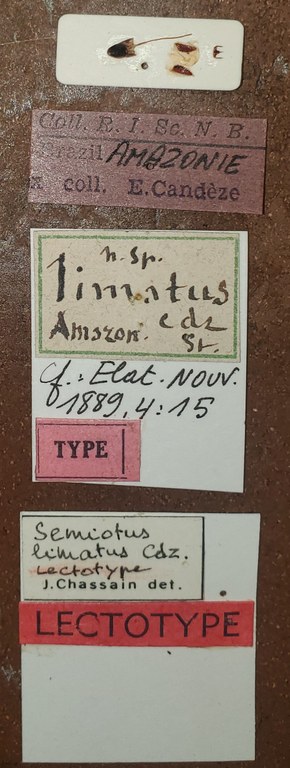 Semiotus limatus Lt Labels.jpg Semiotus limatus Lt Labels.jpg