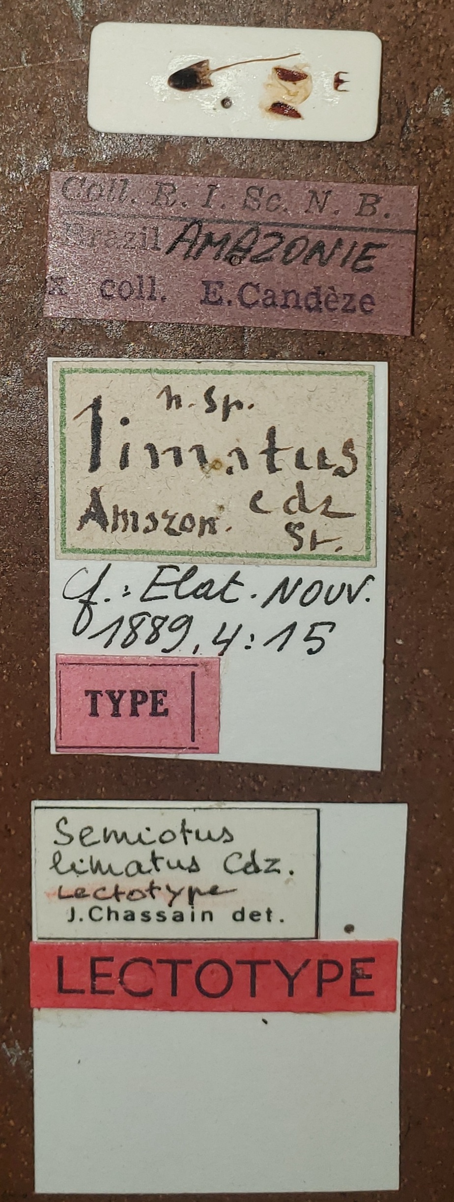 Semiotus limatus Lt Labels.jpg