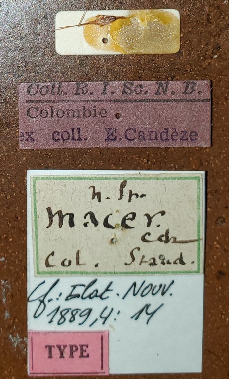 Semiotus macer T Labels.jpg