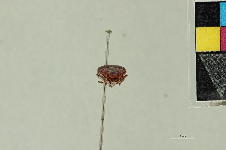 Semiotus pectitus T F.jpg