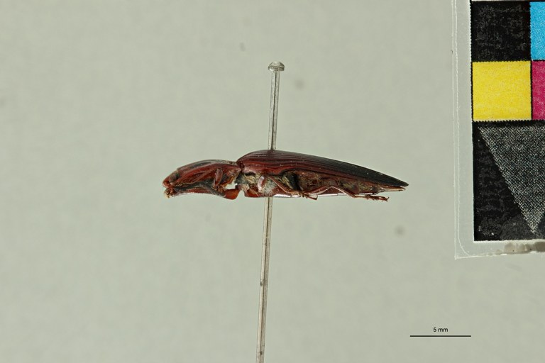 Semiotus pectitus T L.jpg