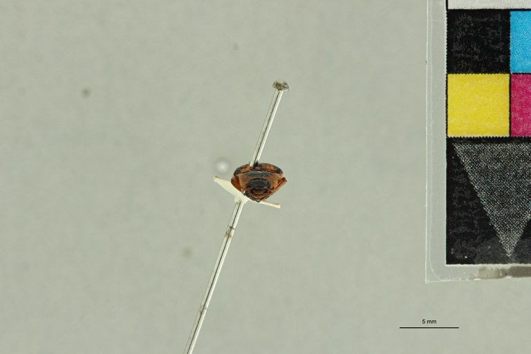 Semiotus pulchellus T F.jpg