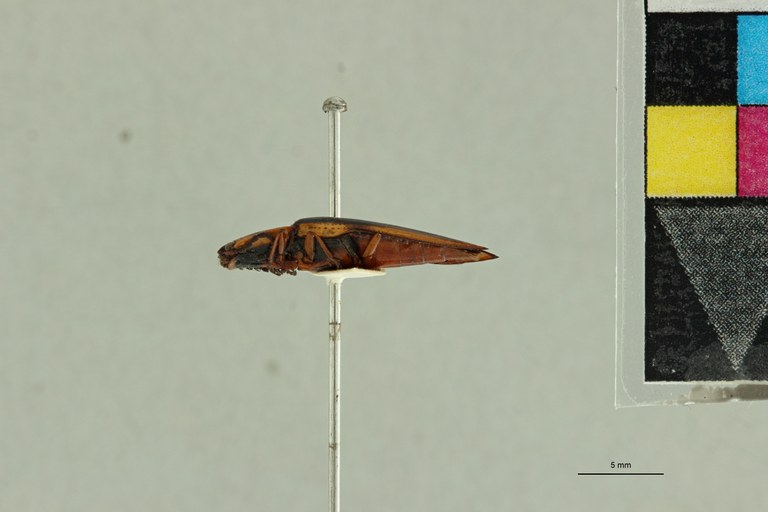 Semiotus pulchellus T L.jpg