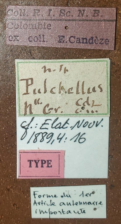 Semiotus pulchellus T Labels.jpg