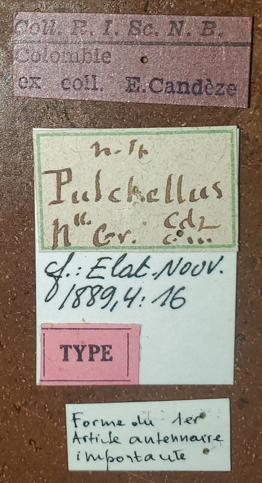 Semiotus pulchellus T Labels.jpg