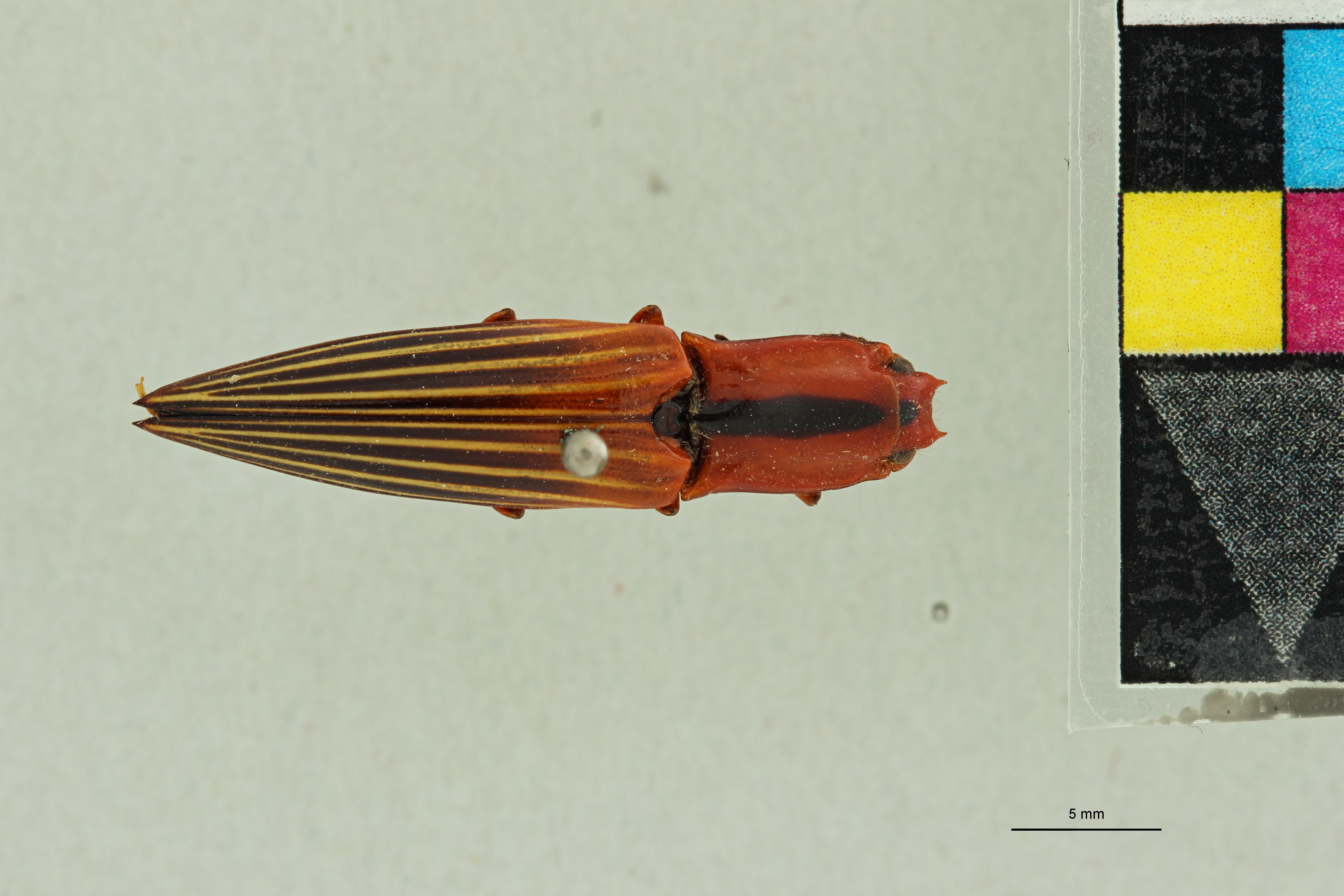 Semiotus sanguinolentus Pt D.jpg