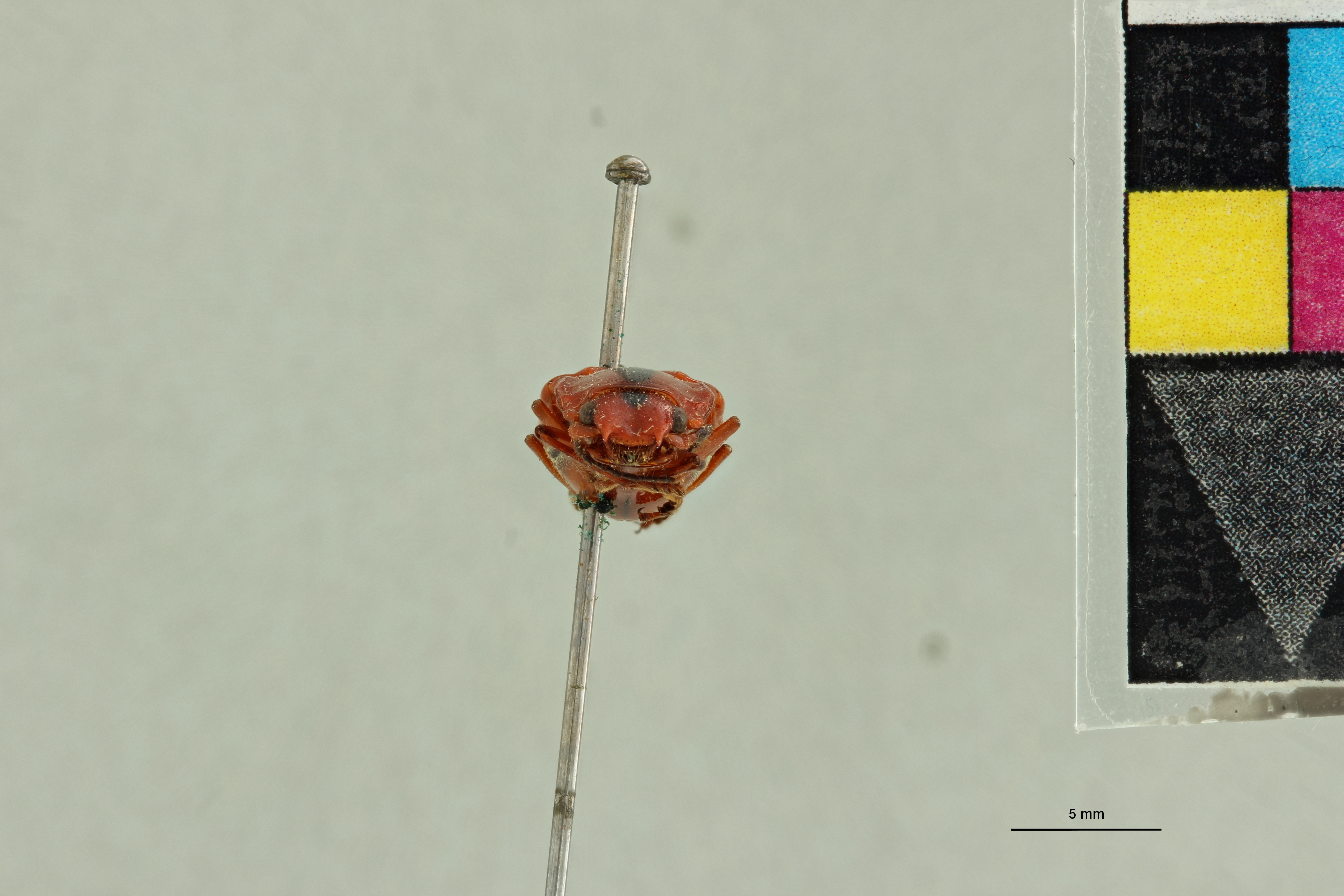 Semiotus sanguinolentus Pt F.jpg