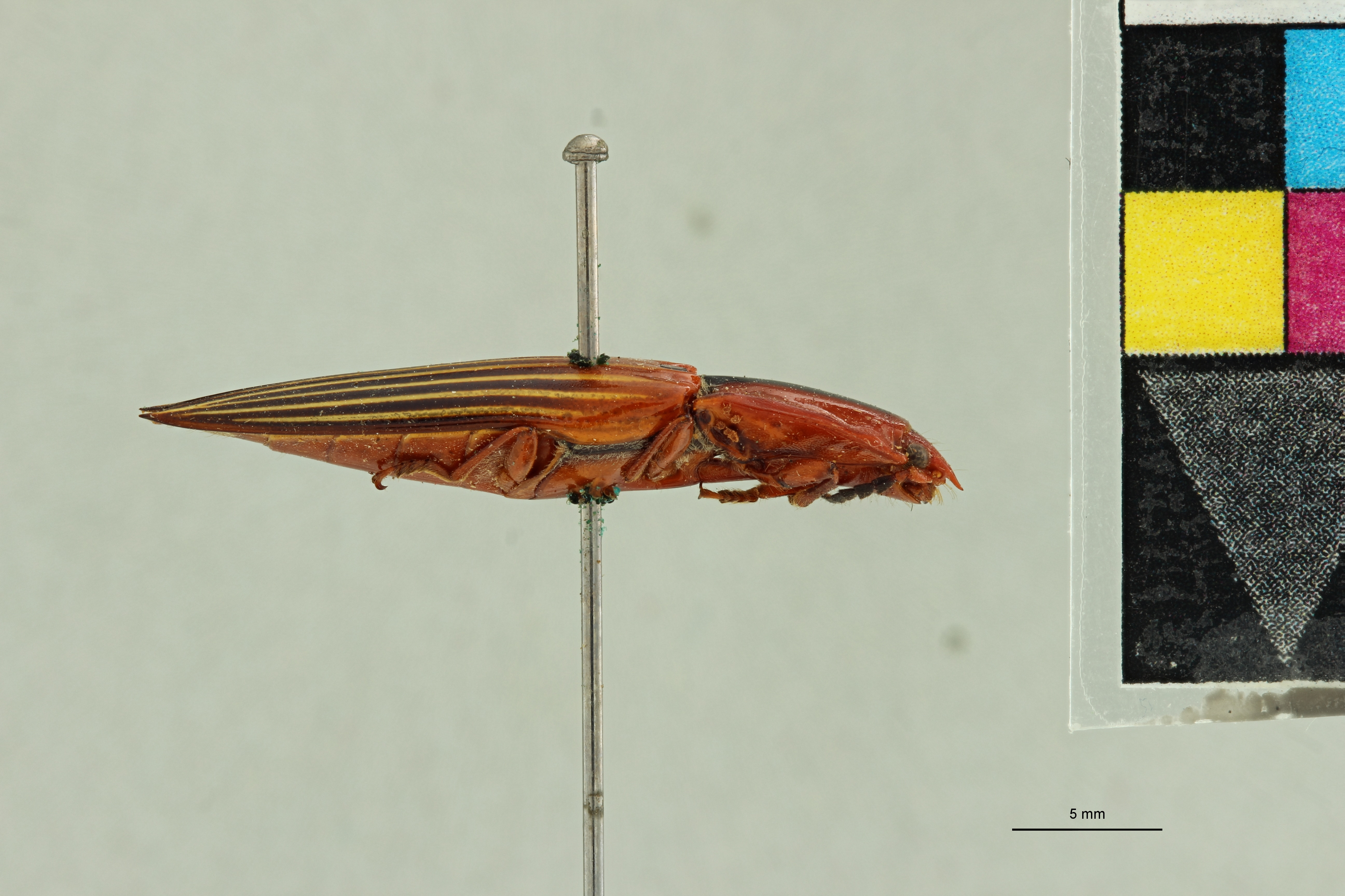 Semiotus sanguinolentus Pt L.jpg