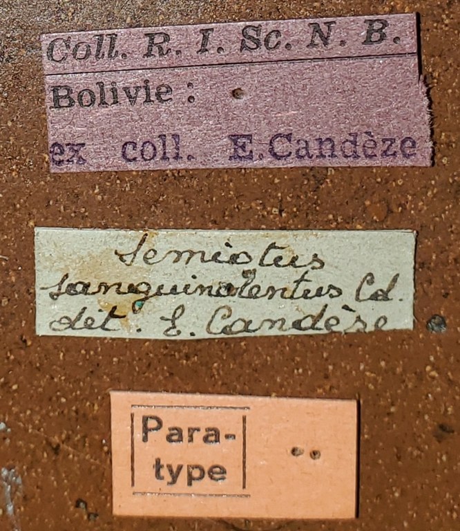 Semiotus sanguinolentus Pt Labels.jpg