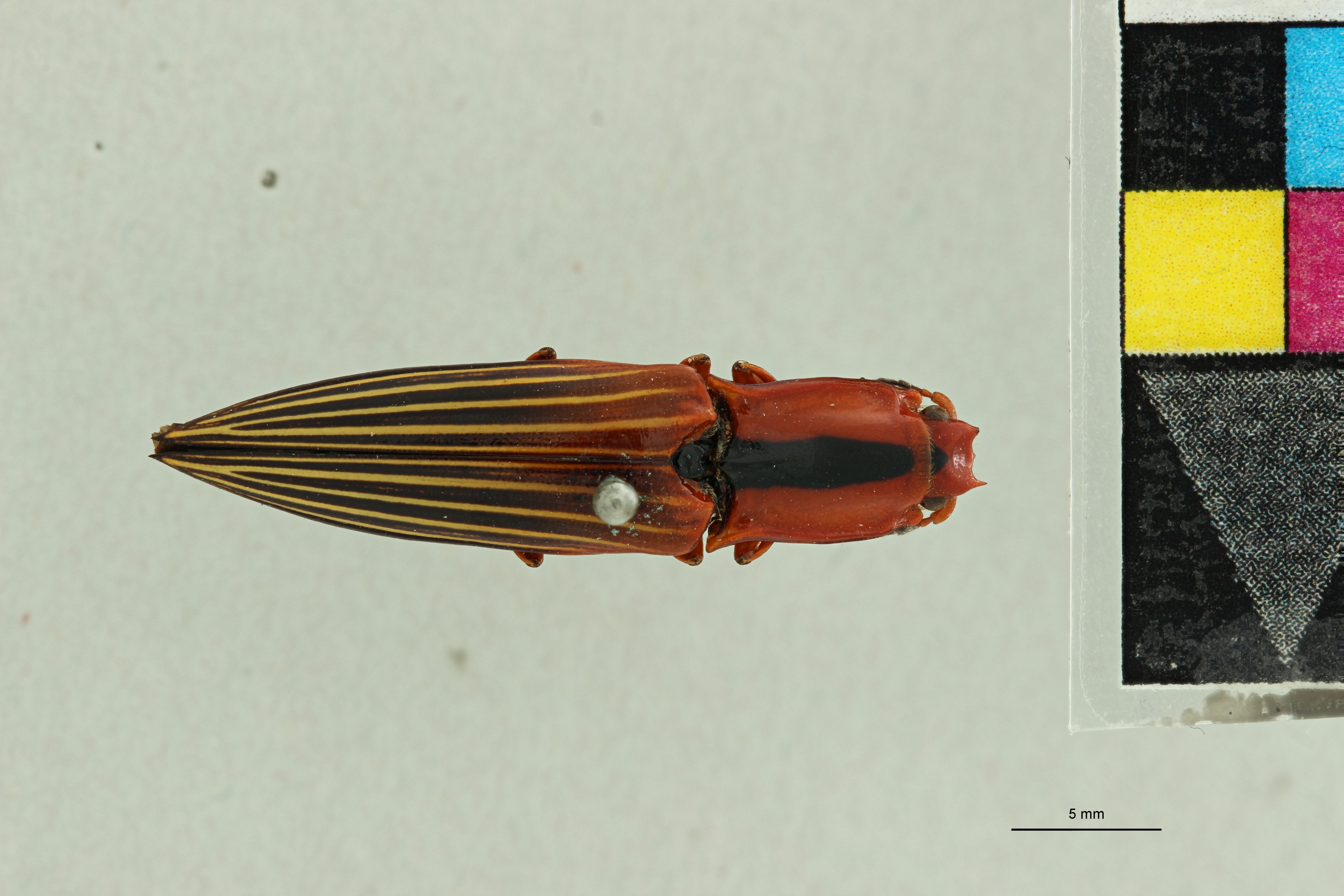 Semiotus sanguinolentus T D.jpg