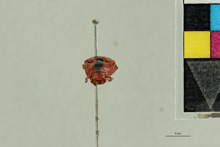 Semiotus sanguinolentus T F.jpg