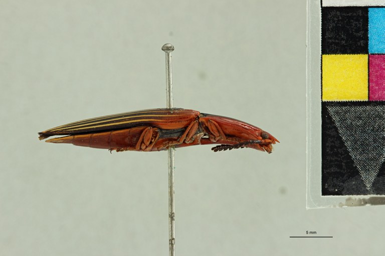 Semiotus sanguinolentus T L.jpg