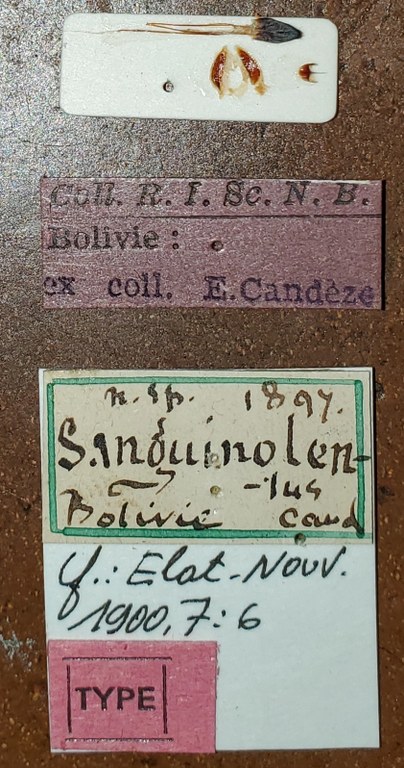 Semiotus sanguinolentus T Labels.jpg