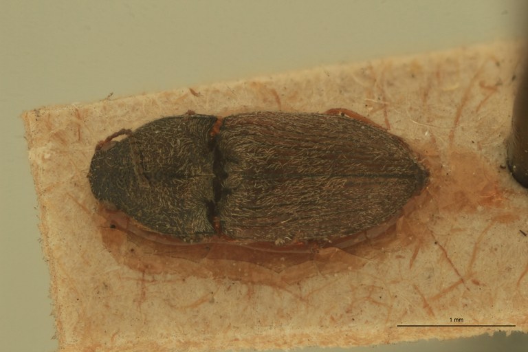 Zorochros sericeus Plt D.jpg Zorochros sericeus Plt D.jpg