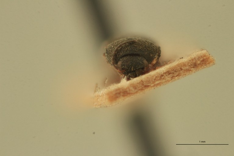 Zorochros sericeus Plt F.jpg Zorochros sericeus Plt F.jpg