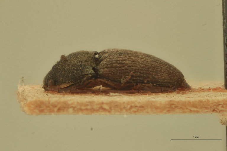 Zorochros sericeus Plt L.jpg Zorochros sericeus Plt L.jpg