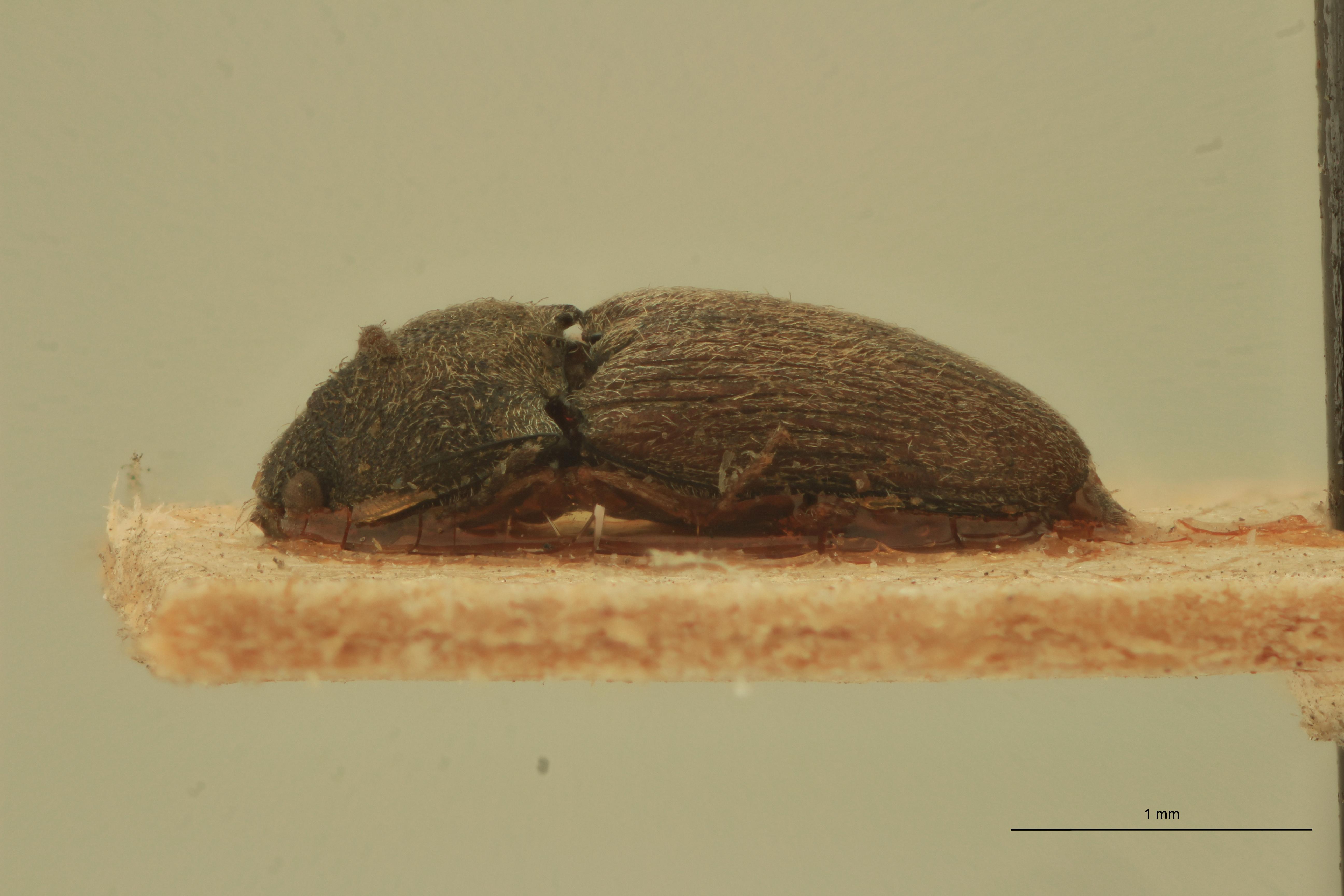 Zorochros sericeus Plt L.jpg