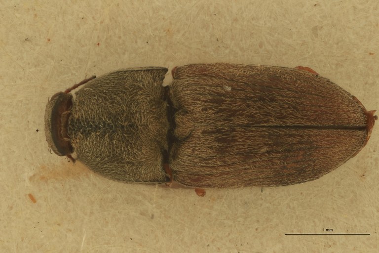 Zorochros sericeus Lt D.jpg Zorochros sericeus Lt D.jpg