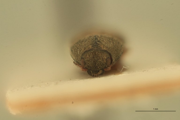Zorochros sericeus Lt F.jpg Zorochros sericeus Lt F.jpg